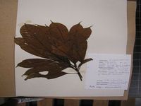 Herbarium sample